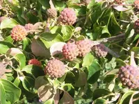 Bilda080.webp