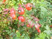 Bilda051.webp