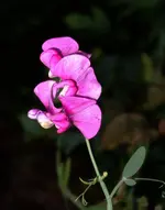 pink (11).webp