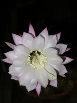 white (39).webp