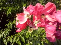 CAM01117.webp