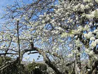 IMG_4663v - Copy.webp