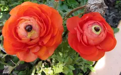 IMG_4684v - Copyv.webp