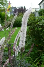 P1080134Silberkerze.jpg