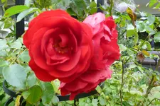 P1080136Amadeus.webp