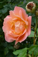 P1080139Westerland.webp