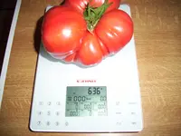 100_1844.webp