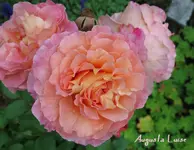 augusta luise.webp