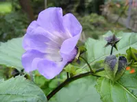 010.webp