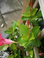 P9230475.webp