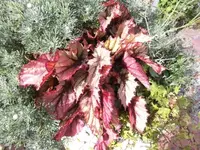 Bilda091.webp