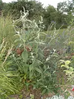 2015-08-02 gelber Sommerflieder1.webp