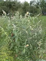 2015-08-25 gelber Sommerflieder.webp