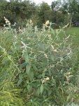 2015-08-25 gelber Sommerflieder.jpg