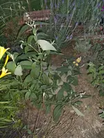 2015-07-08 Sommerflieder gelb2.jpg