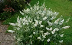 white (40).webp