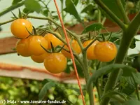 Antho_weiß_001.webp