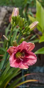 IMG_0338.jpg