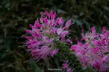 IMG_0383.jpg