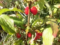 Bilda040.webp