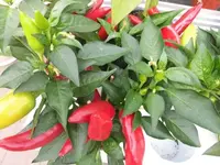 Bilda052.webp