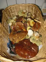 006_600x800.webp