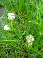 DSCN9930.webp