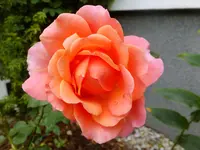 DSCF9008.webp