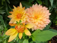 DSCF9009.webp