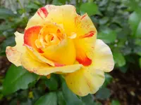 DSCF9010.webp