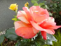 DSCF9014.webp