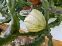 DSCF9018.webp