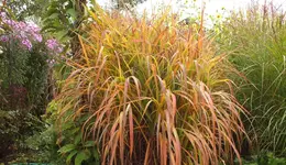 DSCF3410 (2).webp