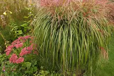 DSCF3414.webp