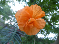P1530249.webp
