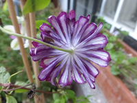 P1530270.webp