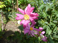 P1530199.webp