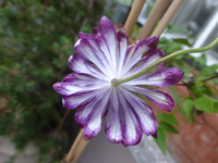P1530271.webp