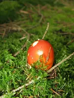 007_600x800.webp
