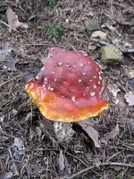 015_600x800.webp