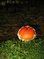 023_600x800.webp