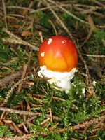 026_600x800.webp