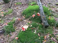 nest_1067x800.webp