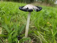 DSCF9178.webp
