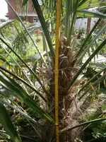 P9250490.webp