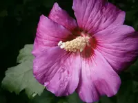 P9250492.webp