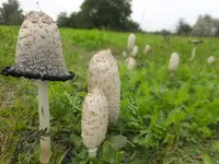 DSCF9155.webp