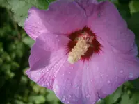P9250494.webp