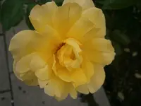 P9240477.webp