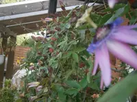 P9250479.webp